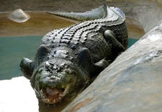 Australia: científicos descubren cocodrilo gigante prehistórico “river boss”