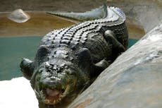 Australia: científicos descubren cocodrilo gigante prehistórico “river boss”