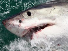 Tiburones blancos nadan cerca de las costas de Nueva York, revelan rastreadores