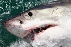 Tiburones blancos nadan cerca de las costas de Nueva York, revelan rastreadores