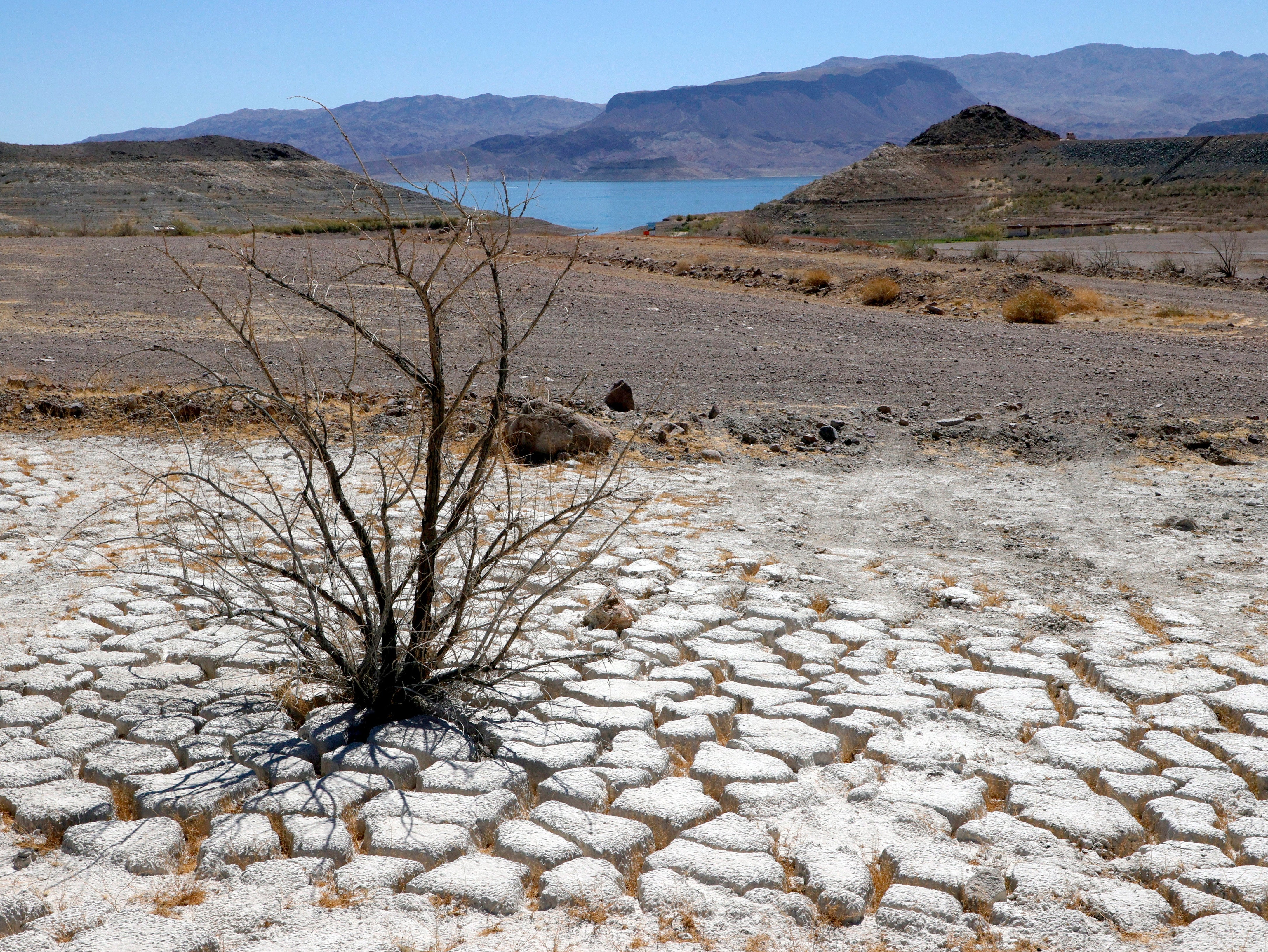 El lago Mead se ve en la distancia detrás de un arbusto de creosota muerto en un área de tierra seca y agrietada que solía estar bajo el agua.