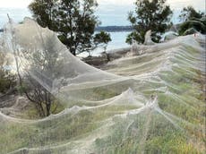El “apocalipsis de las arañas” llega a Australia mientras las nubes de telarañas cubren el paisaje
