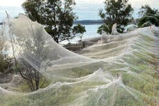 El “apocalipsis de las arañas” llega a Australia mientras las nubes de telarañas cubren el paisaje