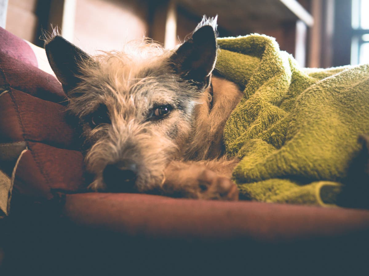 son los gatos y los perros asustados de las tormentas eléctricas