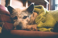 Cómo mantener a las mascotas tranquilas en las tormentas eléctricas