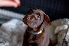 Dueños de mascotas sufren arrepentimiento tras comprar animales durante pandemia