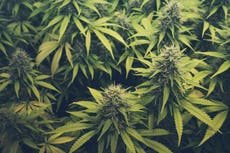 Cinco usos de la marihuana que no son recreativos