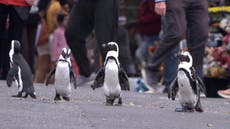Pingüinos africanos protagonizan nueva serie de Netflix 