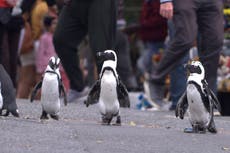 Pingüinos africanos protagonizan nueva serie de Netflix