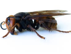 Primer nido de avispones asesinos de Washington fue erradicado, 113 insectos fueron aspirados