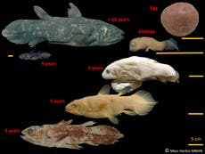 Estudio revela que pez fósil puede vivir hasta 100 años