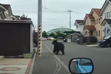 Oso salvaje deja cuatro personas heridas y caos en Japón