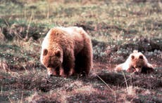 Encuentran con vida a excursionista desaparecida dos días después de ser embestida por osos en Alaska