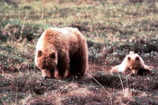 Encuentran con vida a excursionista desaparecida dos días después de ser embestida por osos en Alaska