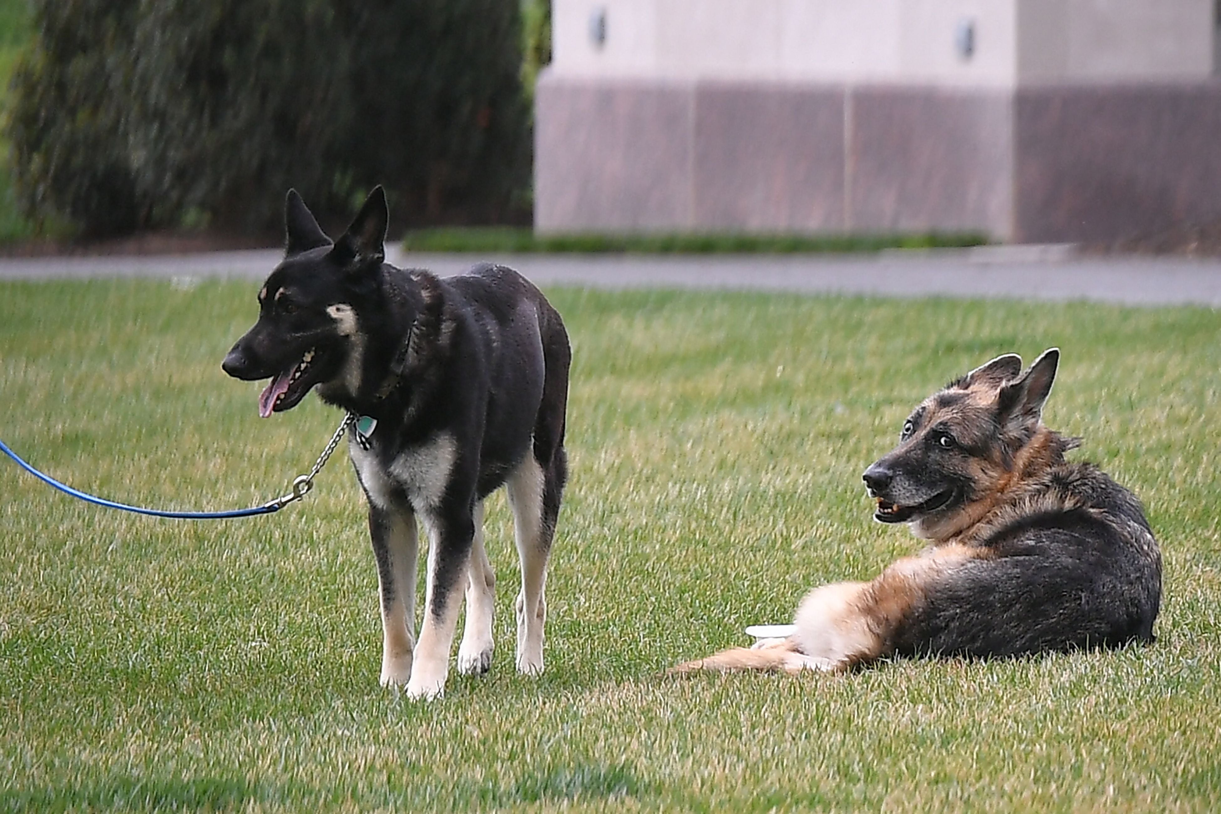 Los perros de los Biden: Major, a la izquierda, y Champ en el Jardín Sur de la Casa Blanca en Washington, D.C., el 31 de marzo de 2021