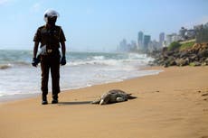 Sri Lanka: Aparecen tortugas muertas tras fuego en un barco