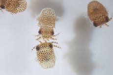 SpaceX y la NASA lanzan calamares bebé al espacio