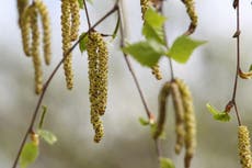 Científicos descubren que el polen ayuda a que el covid se propague más lejos y más rápido