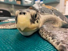 EEUU: Liberarán a 7 tortugas marinas que fueron rescatadas