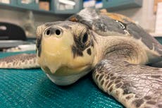 EEUU: Liberarán a 7 tortugas marinas que fueron rescatadas