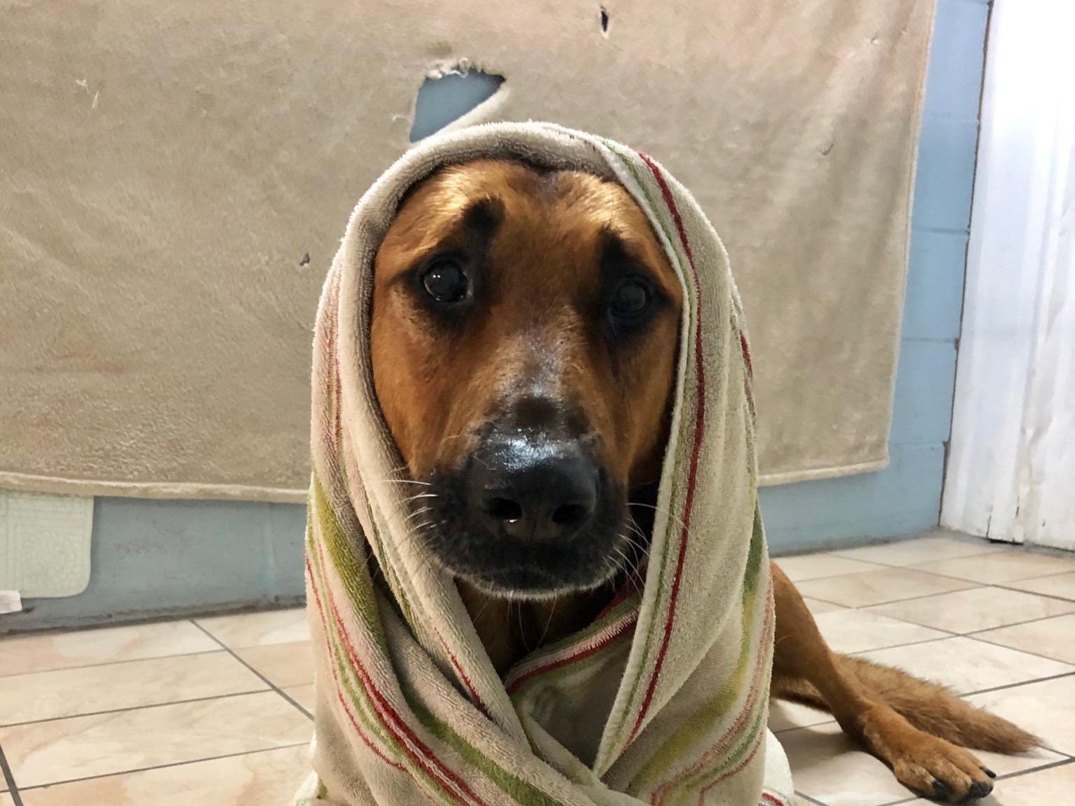 Perro policía llamado Kitt es asesinado en tiroteo; recibe todos los honores y un funeral 