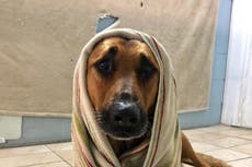 Perro policía llamado Kitt es asesinado en tiroteo; recibe todos los honores y un funeral