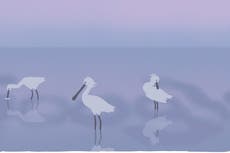 Mar de Frisia: Conoce el Doodle de Google del 30 de junio