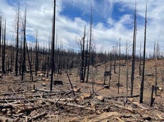 Ganadero que perdió su rebaño en incendio forestal tiene una terrible advertencia 