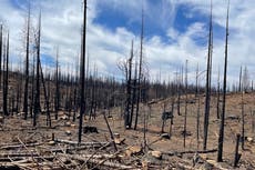 Ganadero que perdió su rebaño en incendio forestal tiene una terrible advertencia