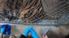 Zoológico de Oakland vacuna contra COVID a felinos y hurones