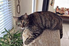 Alcaldesa: Se hizo todo por hallar mascotas entre escombros