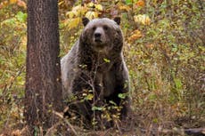 Un oso grizzly mata a un campista en Montana
