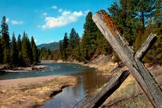 Buscan a oso que mató a mujer en Montana