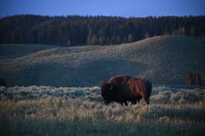 Cómo Wyoming se convirtió en la improbable capital de Bitcoin de Estados Unidos