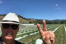 Cómo la ola de calor está acelerando el crecimiento de la marihuana