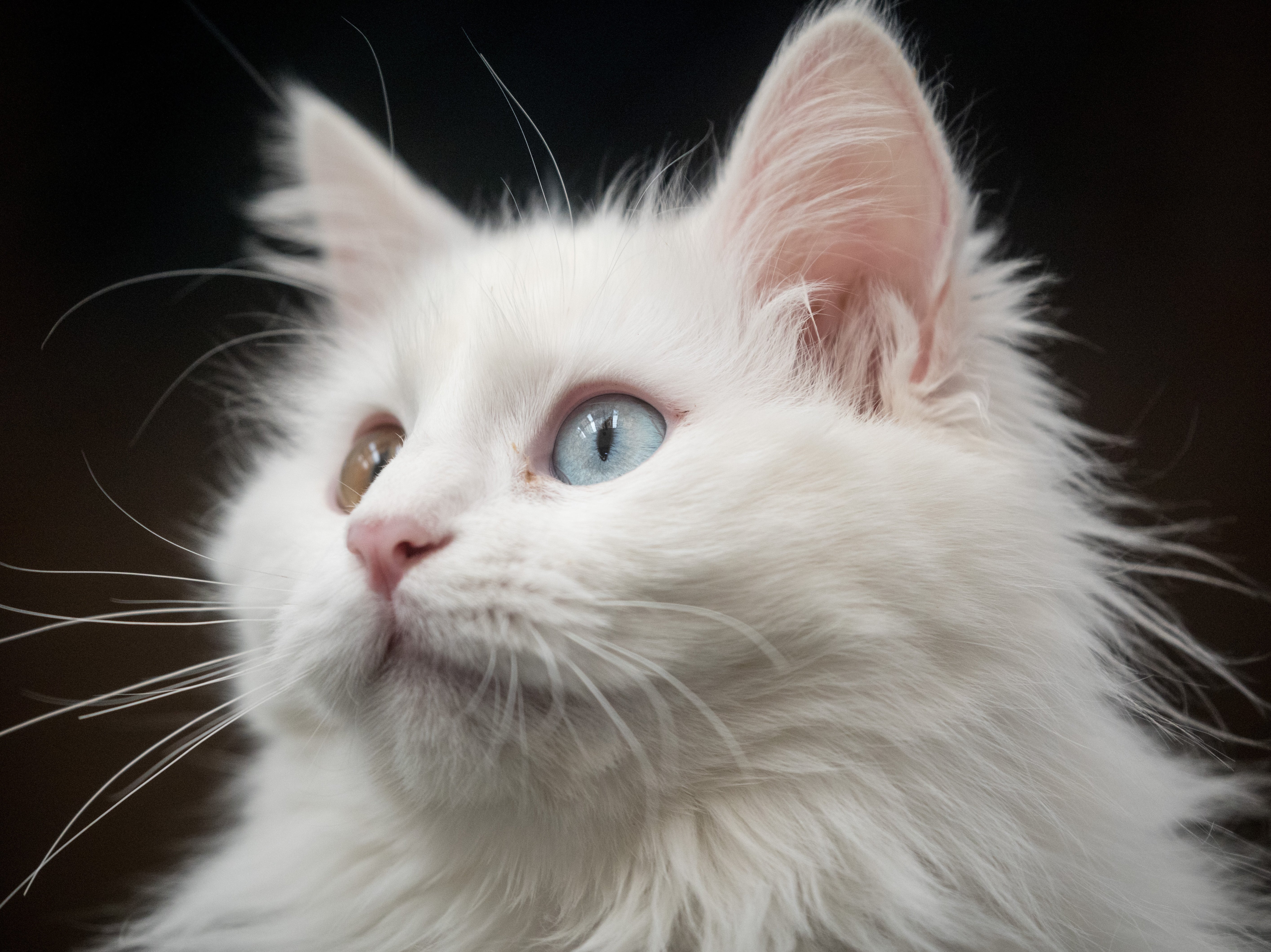 “Toque de queda para gatos”: indignación por los planes australianos de tener gatos en casa 24/7