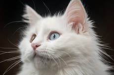 “Toque de queda para gatos”: indignación por los planes australianos de tener gatos en casa 24/7