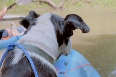 Kayakistas salvan a perro anciano que escapaba de fuegos artificiales del 4 de julio