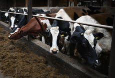 ¿Los lácteos o la carne son peores para el medio ambiente?