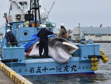 Esfuerzos “verdes” de los Juegos Olímpicos de Tokio socavados por la caza de ballenas japonesas
