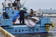 Esfuerzos “verdes” de los Juegos Olímpicos de Tokio socavados por la caza de ballenas japonesas