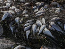 Marea roja en Florida mata a cientos de toneladas de peces