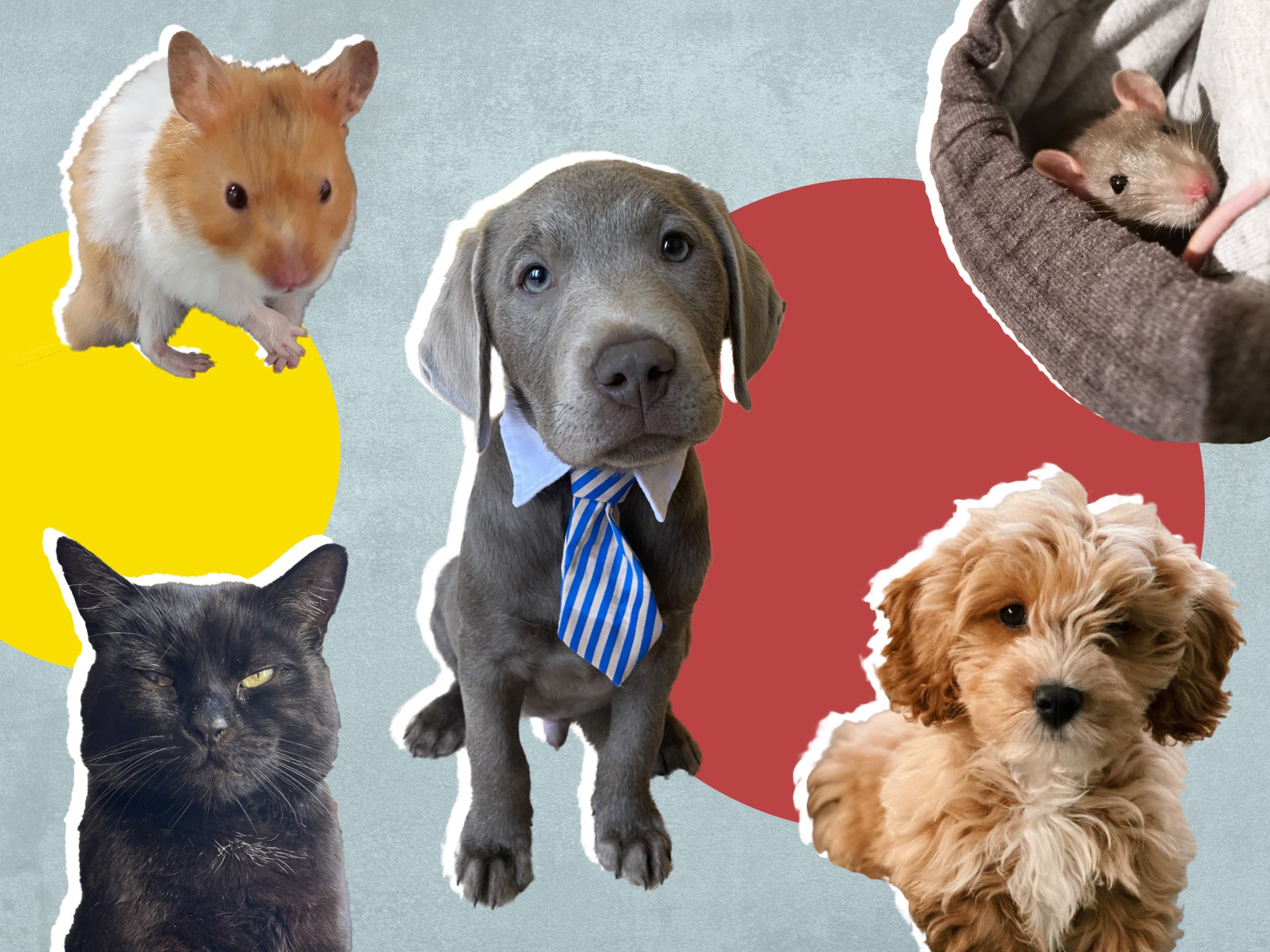 Lo que depara el futuro para nuestras mascotas adquiridas en pandemia