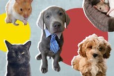 Lo que depara el futuro para nuestras mascotas adquiridas en pandemia