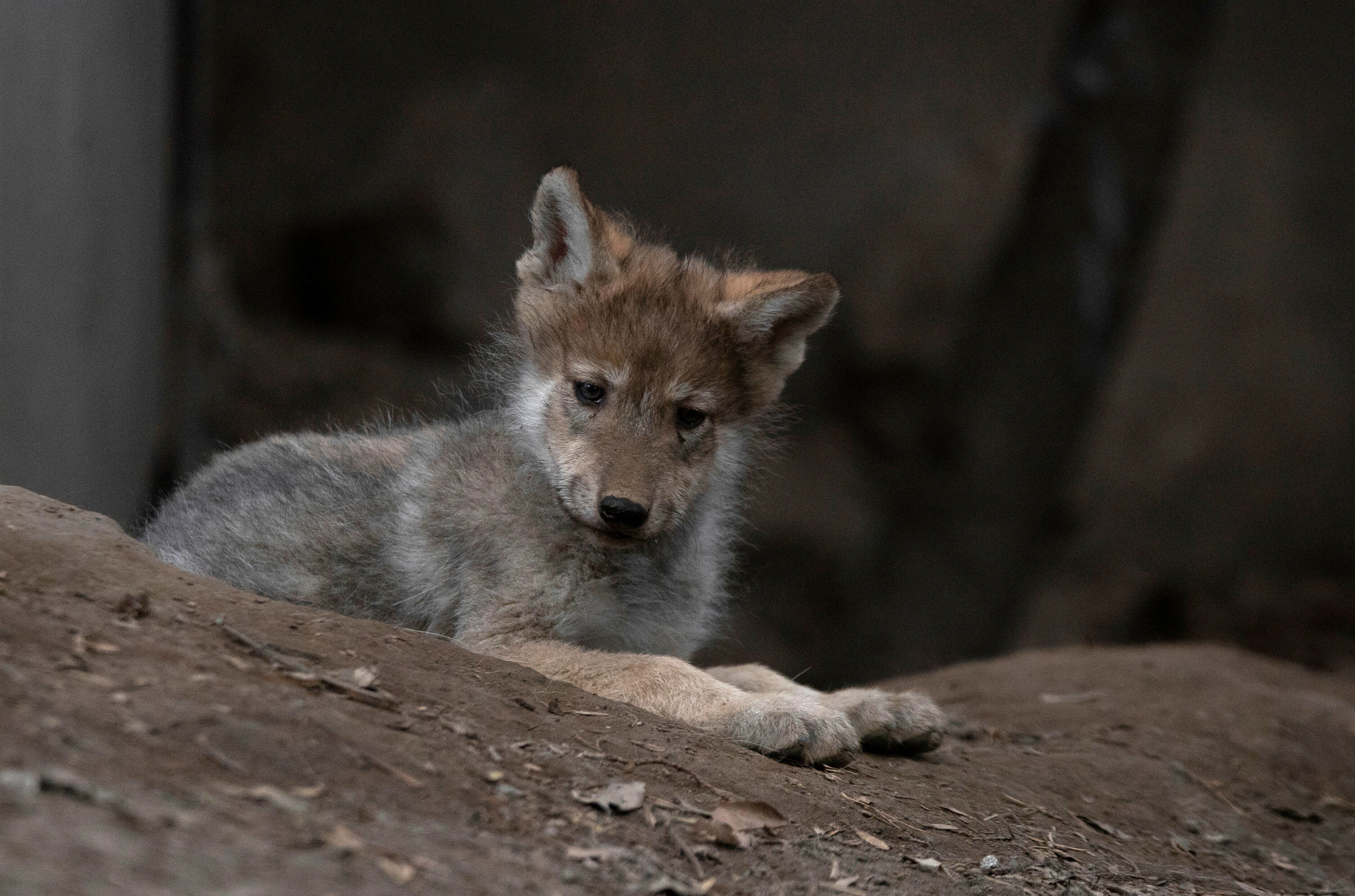Camada de lobos en México; esperanza para evitar extinción | Independent  Español