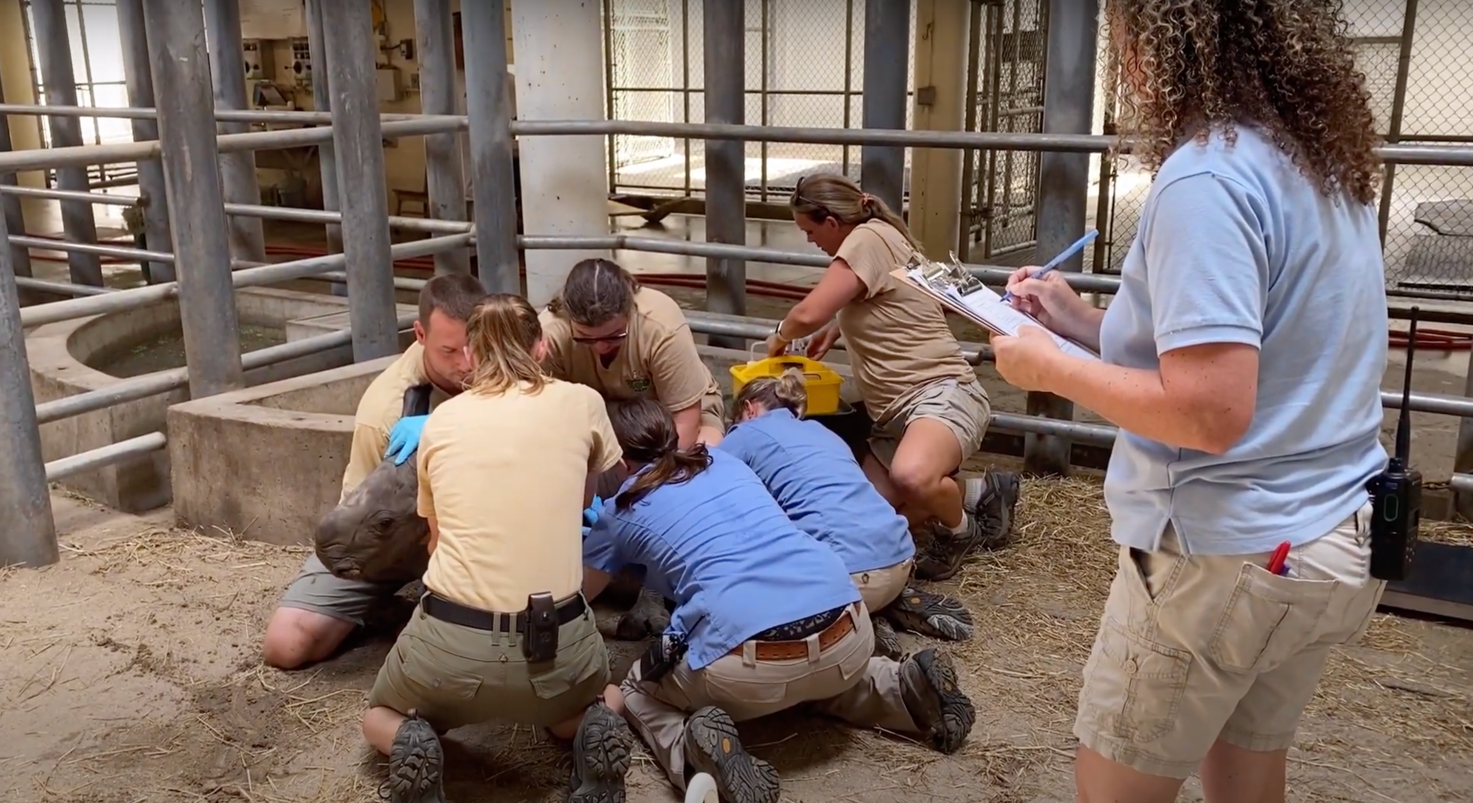 Zoológico de Virginia anuncia el nacimiento de su primer rinoceronte blanco del sur