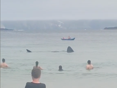 Dos enormes tiburones peregrinos nadan a metros de la costa en Irlanda