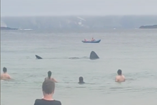 Dos enormes tiburones peregrinos nadan a metros de la costa en Irlanda