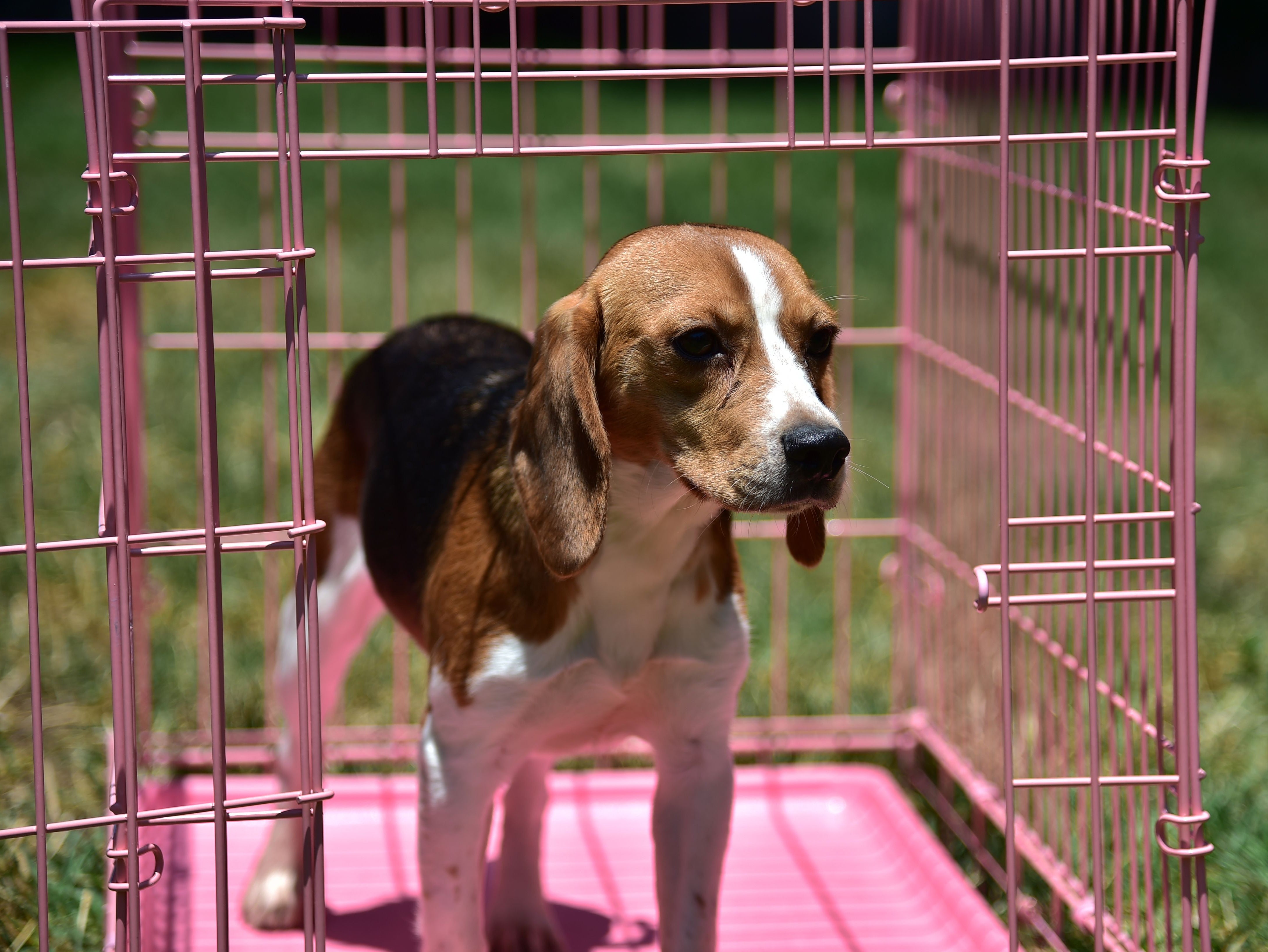 ARCHIVO - Un beagle que se usaba para investigación de laboratorio duda antes de salir de su jaula para pisar la hierba por primera vez