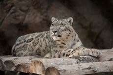 Leopardo de las nieves no vacunado en zoológico de San Diego se infecta de covid